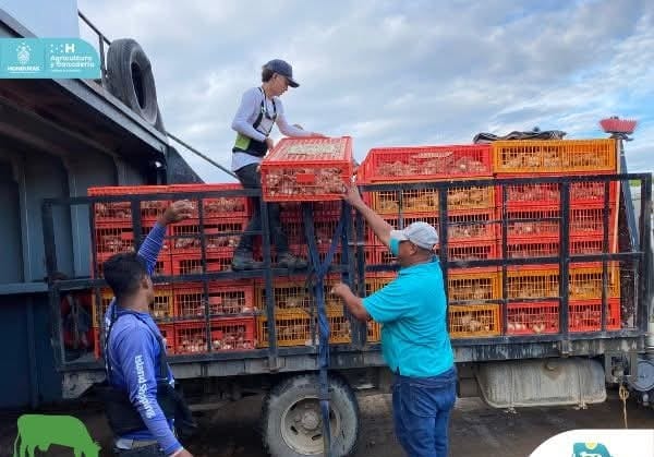 Programa Bono Ganadero llega a Roatán, Islas de la Bahía